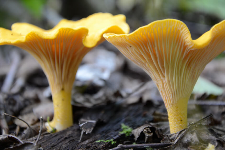 Chanterelle © ÉcoGîtes du lac Matagami