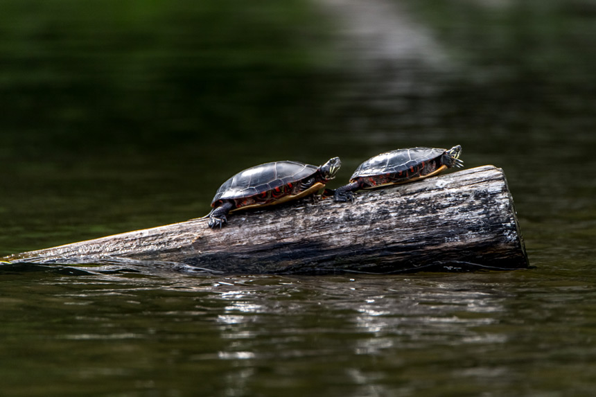 Kayak au parc de la Rivière-des-Mille-Iles © André Chevrier