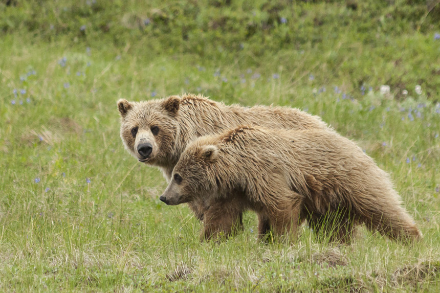 Grizzlys au parc national Denali © Michelle Holihan, Shutterstock