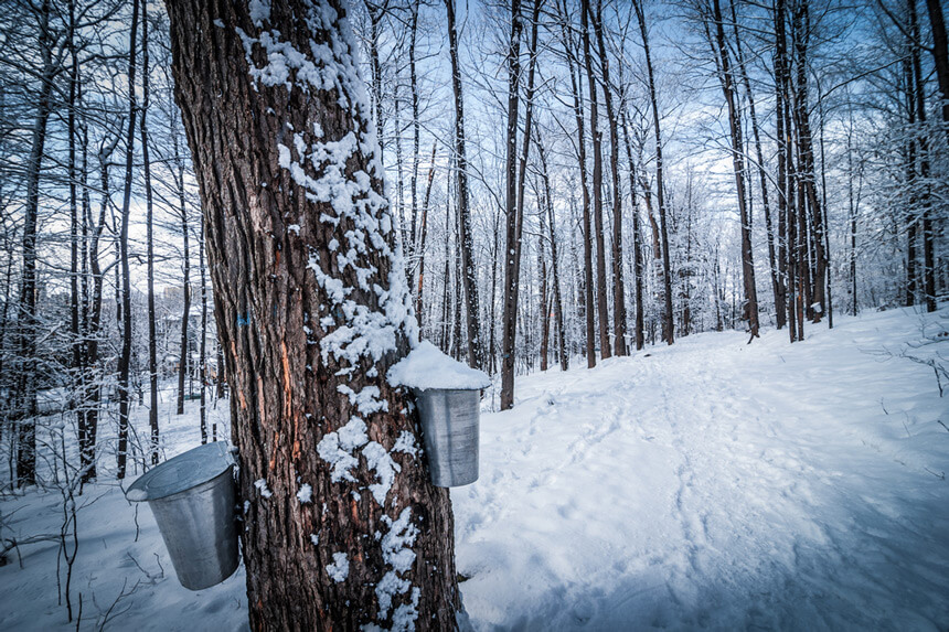 sentiers randonnée cabanes à sucre © Shutterstock