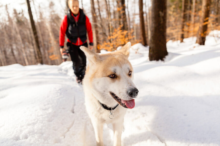 randonnée chien cabanes a sucre © Shutterstock