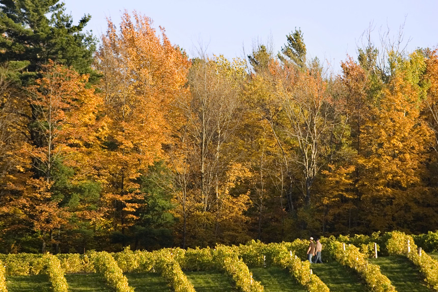 Vignoble Cote Ardoise © Sebastien Larose